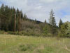 View of the replanted meadow and the southern
terminus of the West Weaver Creek trailhead. The forest 
is visible to the left and in the middle background.