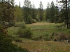 Looking south on the
Oregon St. trailhead-
West Weaver Creek is
on the left and the forest
is on the right.