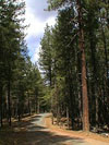 Democrat Gulch Road-
at the top of the forest
ridge.